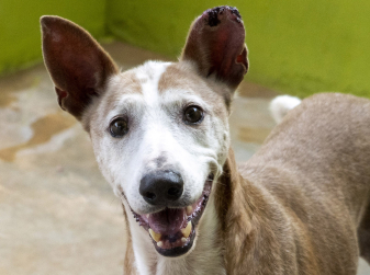 Биопарк устроит рождественский показ собак из приюта