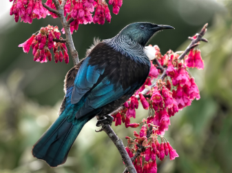 Растет, цветет, чирикает: 6 приложений, которые помогут разобраться лучше в природе Испании