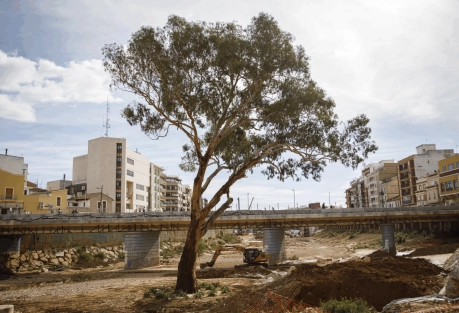 Столетний эвкалипт из Пайпорты поборется за звание «Дерево года»