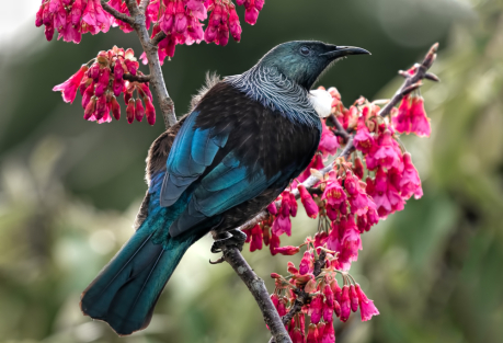 Растет, цветет, чирикает: 6 приложений, которые помогут разобраться лучше в природе Испании