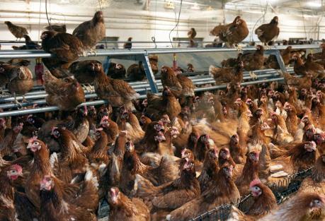 В Испании запретили содержать домашних птиц на свежем воздухе