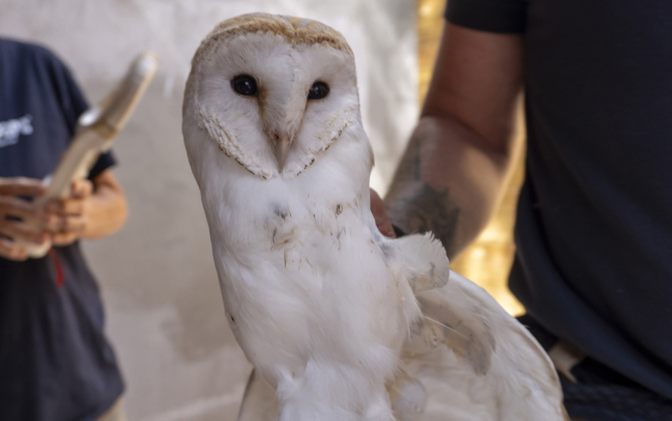 В Биопарк привезли десять сипух