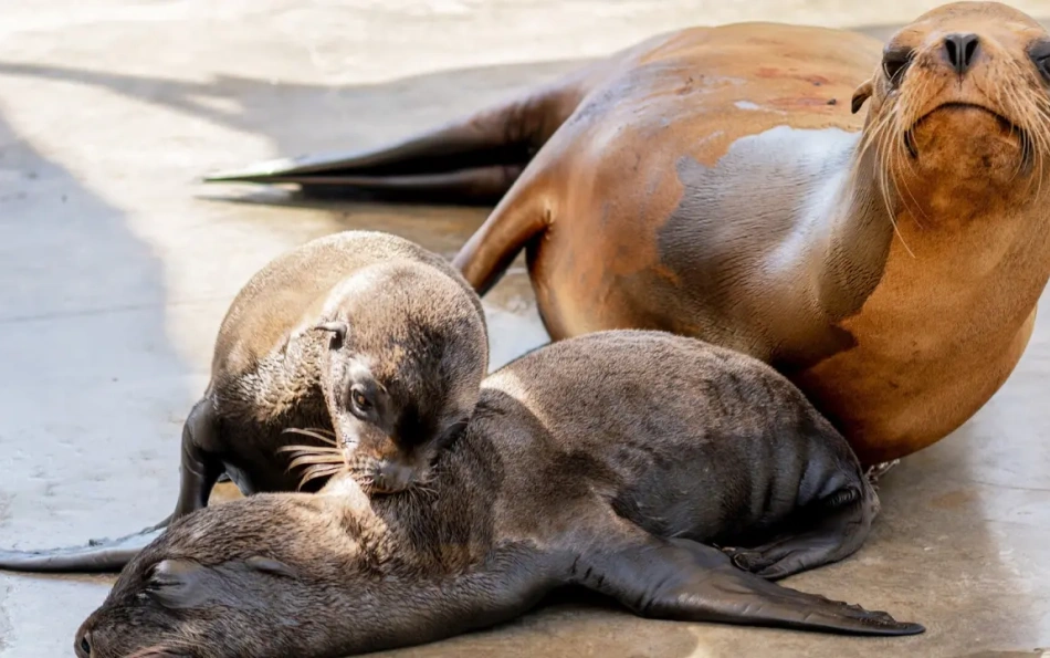 В океанариуме Валенсии впервые родились морские львы-двойняшки