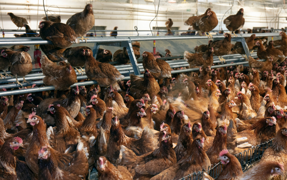 В Испании запретили содержать домашних птиц на свежем воздухе