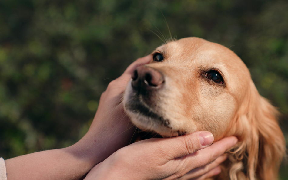 В Валенсии узаконили совместную опеку над питомцем